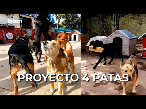 Video: Proyecto 4 patas: la ONG que rescata perros abandonados, los cura y les busca una familia