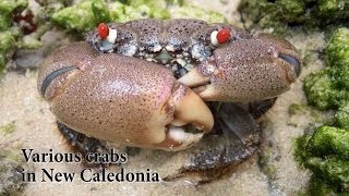 preview picture of video 'Crabs In New Caledonia'