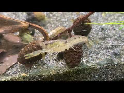Allgäu to go: Knabenkrebs Cambarellus puer #cambarellus #zwergflusskrebs #krebse #zwergkrebs