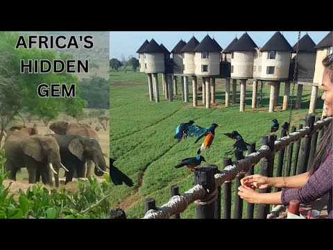 Africa's hidden gem, Safari at Taita Hills , my favorite game drive!