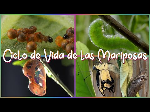 Ciclo De Vida De Las Mariposas Explicado Para Niños