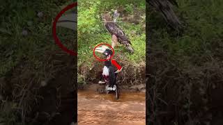 Quando o mundo animal se torna brutal demais para assistir #curiosidades #bichos #animais