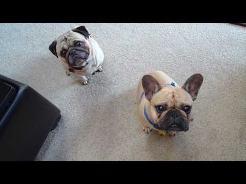 download lagu mp3 mp4 Bulldog Pug, download lagu Bulldog Pug gratis, unduh video klip Bulldog Pug