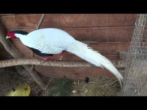 silver pheasant, female makes the nest, silver pheasant, female makes the nest, faisão de prata,