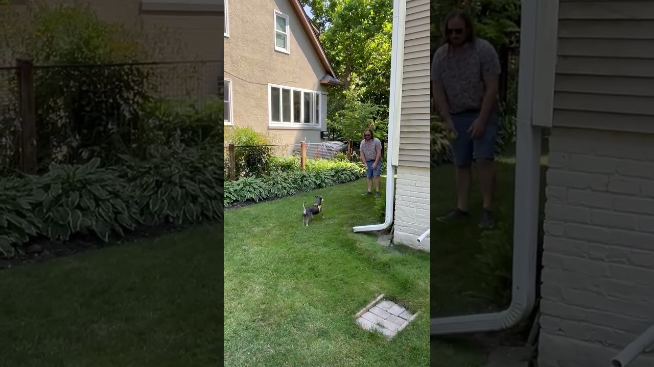 Niven, a Adoptable Miniature Pinscher in Chicago, IL video 6/6