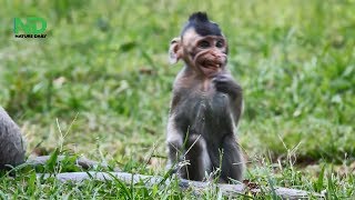 Pity Baby Monkey Life Got Injure Full Face, Nature Daily