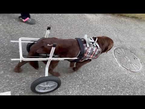 ２輪の犬用車椅子に試乗中のラブラドール・レトリーバー