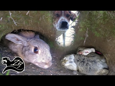 Camera on a Ferreting Whippet Chasing Rabbits - Ferreting in New Zealand 6 🇳🇿