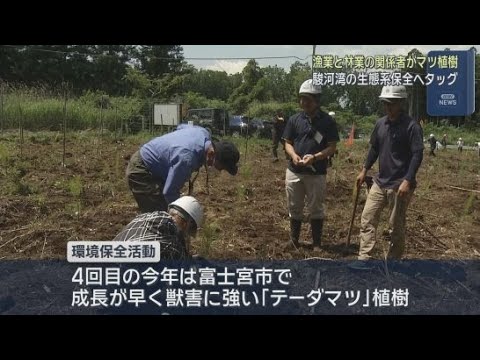 YouTube Video 「駿河湾の生態系を未来につなごう」漁業と林業の関係者が協力してデータマツ120本を植樹　静岡・富士宮市