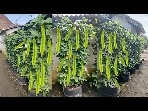 , title : 'cara menanam kecipir dari benih sampai panen || how to grow winged bean from seed to harvest'