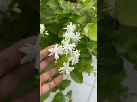 fawra palant viral video for you page #flowers #funnyvideos #funnyvideos