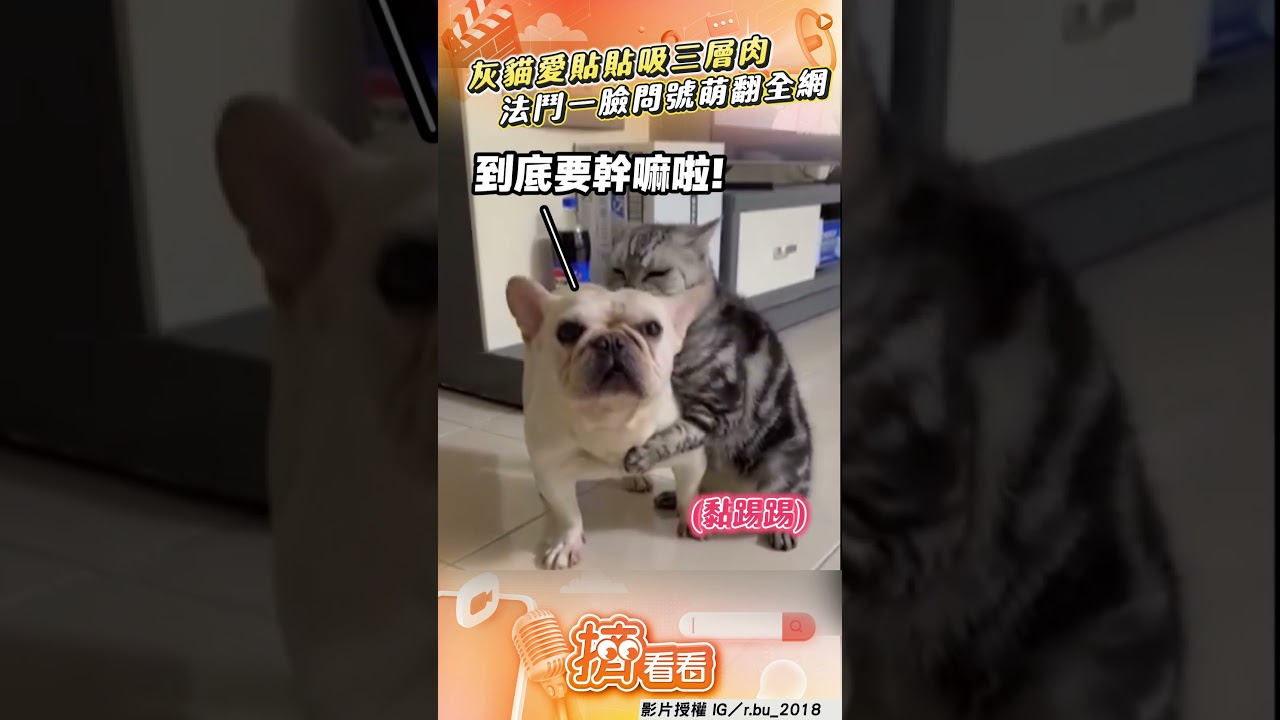 影音/超萌灰貓「愛貼貼」吸三層肉! 法鬥一臉問號萌翻全網
