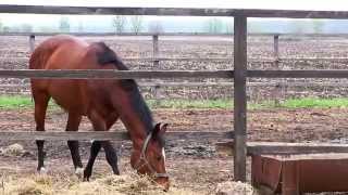 preview picture of video 'Конный клуб ДИБРОВА - знакомство с лошадьми и сбруей'