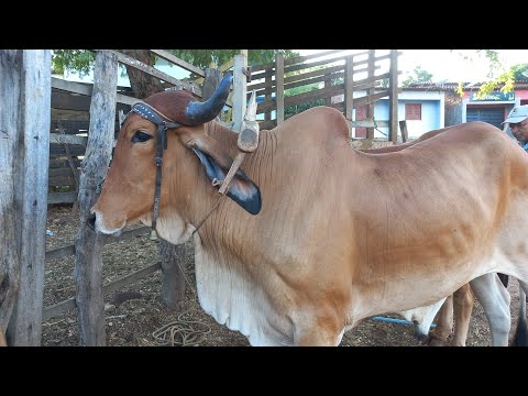 Feira de gado em Coité do Noia Alagoas 03/03/2024#nordeste