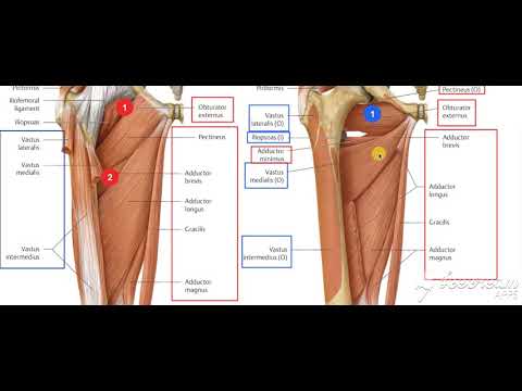 Adductor muscles 3
