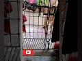 Neram Aachu Chutti Kanna Cow Reels ️cute Video