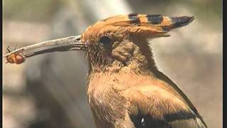 preview picture of video 'Some Birds of the Pilanesberg Game Reserve'
