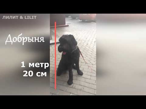 Ника и Добрыня. #собакены #питомцы