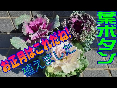 観賞用キャベツ 植物