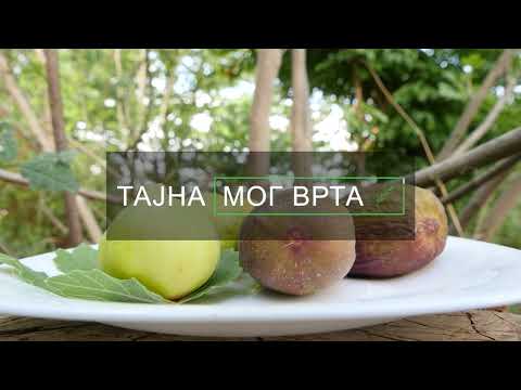 Tajna mog vrta ep. 78 29.07.2022. Smokve, crni luk, beli luk, kalifornijske gliste