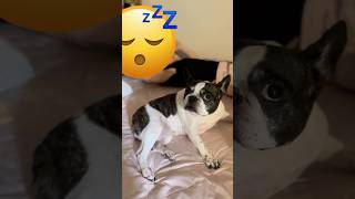 ママを起こしに行ったのに逆に寝ちゃうフレブル