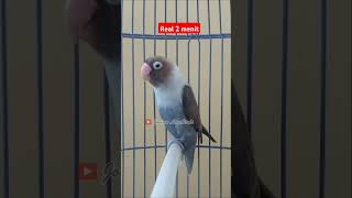 Download lagu Lovebird ngekek panjang real 2 menit #lovebirds #lovebirdngekekpanjang #lovebird #birds mp3