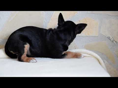 Mini Bullterrier Welpe kaufen