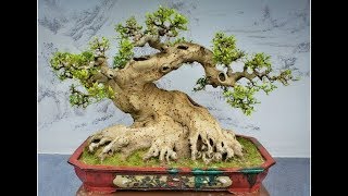 Download lagu CHINA PENJING & BONSAI PART 1 mp3