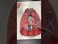 Quick Review of the Lungs with Dr. Masi