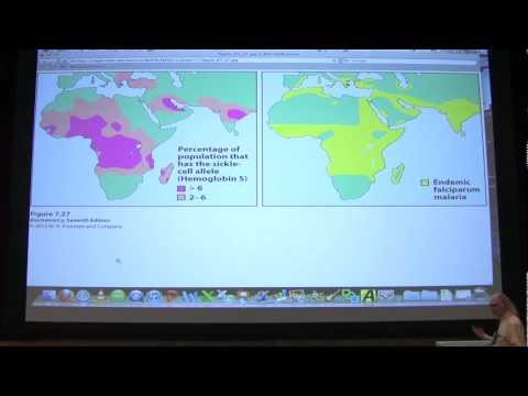 #09 Biochemistry Hemoglobin II/Enzymes I Lecture for Kevin Ahern's BB 450/550
