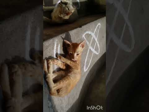 Cute small cats with her mother