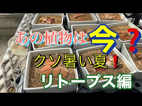 生きている石、リトープス 植物