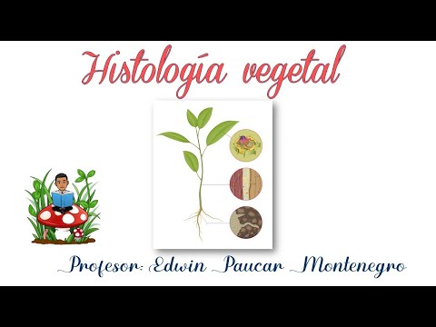 Plant histology