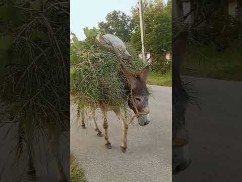 Un Burrito de Guisa...que va solo hacia su casa. #guisa #cuba #granma #burros #viralreels