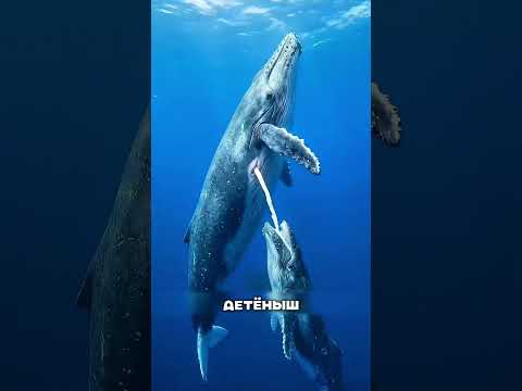 Как кормят детеныша кита🙂