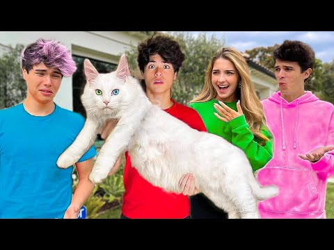 I Bought The World's BIGGEST Kitten!