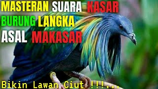 Download lagu BURUNG MASTERAN TERBAIK Kasar Dan Berisik BIKIN JURI Ngelirik mp3 Download lagu BURUNG MASTERAN TERBAIK Kasar Dan Berisik BIKIN JURI Ngelirik mp3