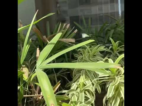 Walkthrough Walkthrough