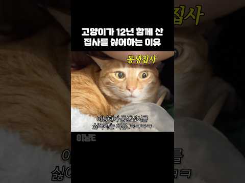 고양이가 왜 싫어하는지 바로 납득됨