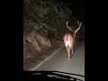 BaraSingha Spotted At Bharwana Village Palampur Himachal Pradesh
