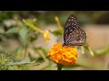 Khilate Hain Gul Yahan Remake New Whatsapp Status