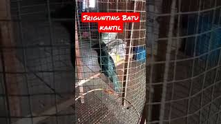 Download lagu Srigunting batu bahan gacor mp3