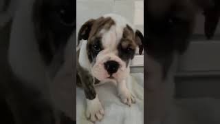 Video preview image #1 English Bulldog Puppy For Sale in CUTLER BAY, FL, USA