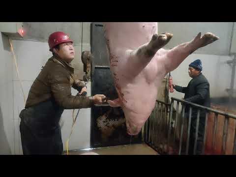 , title : 'Pig Slaughter - This method of killing pigs still saves effort and worry'