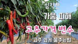 고추 가뭄피해 심각 고추 가격 변수 ✔  고추 충전분무기로 쉽게 물주는법