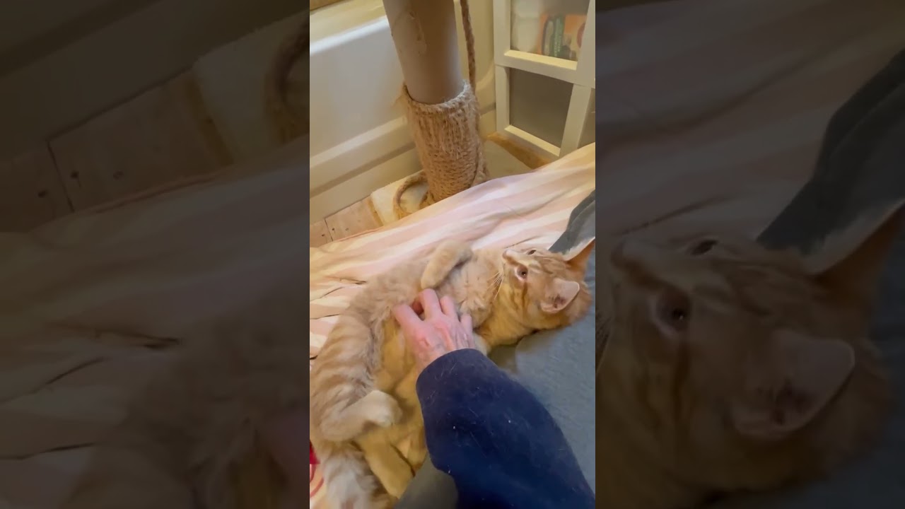 Enlarge Nacho, a ADOPTABLE Domestic Short Hair in Garrett Park, MD video 6/6