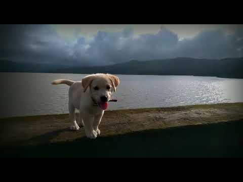 cute  dog🎧🎵🎶music