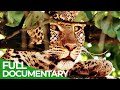Perfect Camouflage | Wild Ones | Episode 9 | Free Documentary Nature