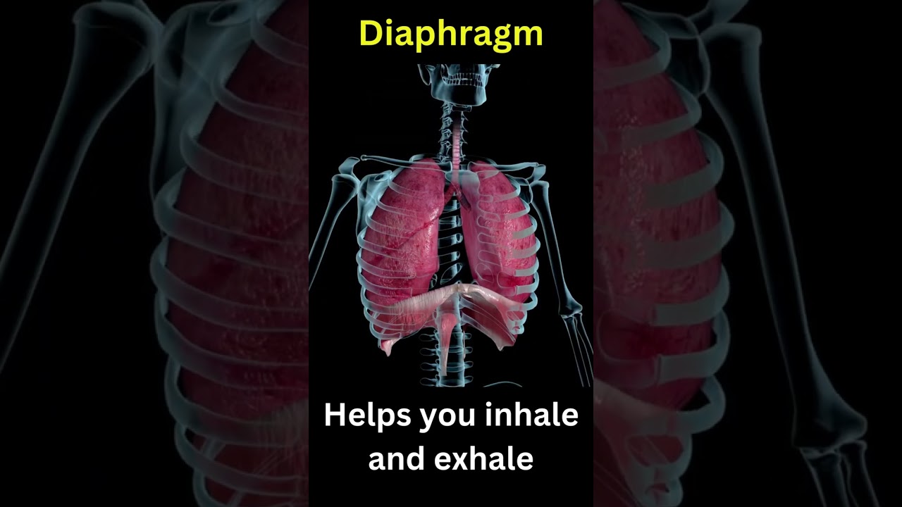 Diaphragm Function