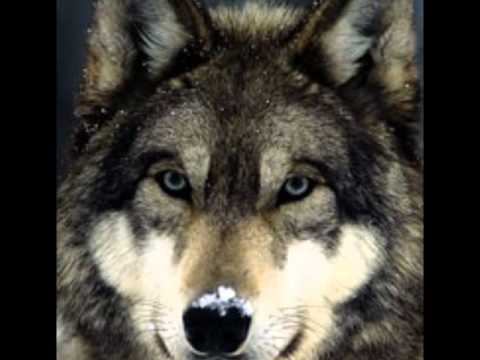 Spirit Of The Wolves